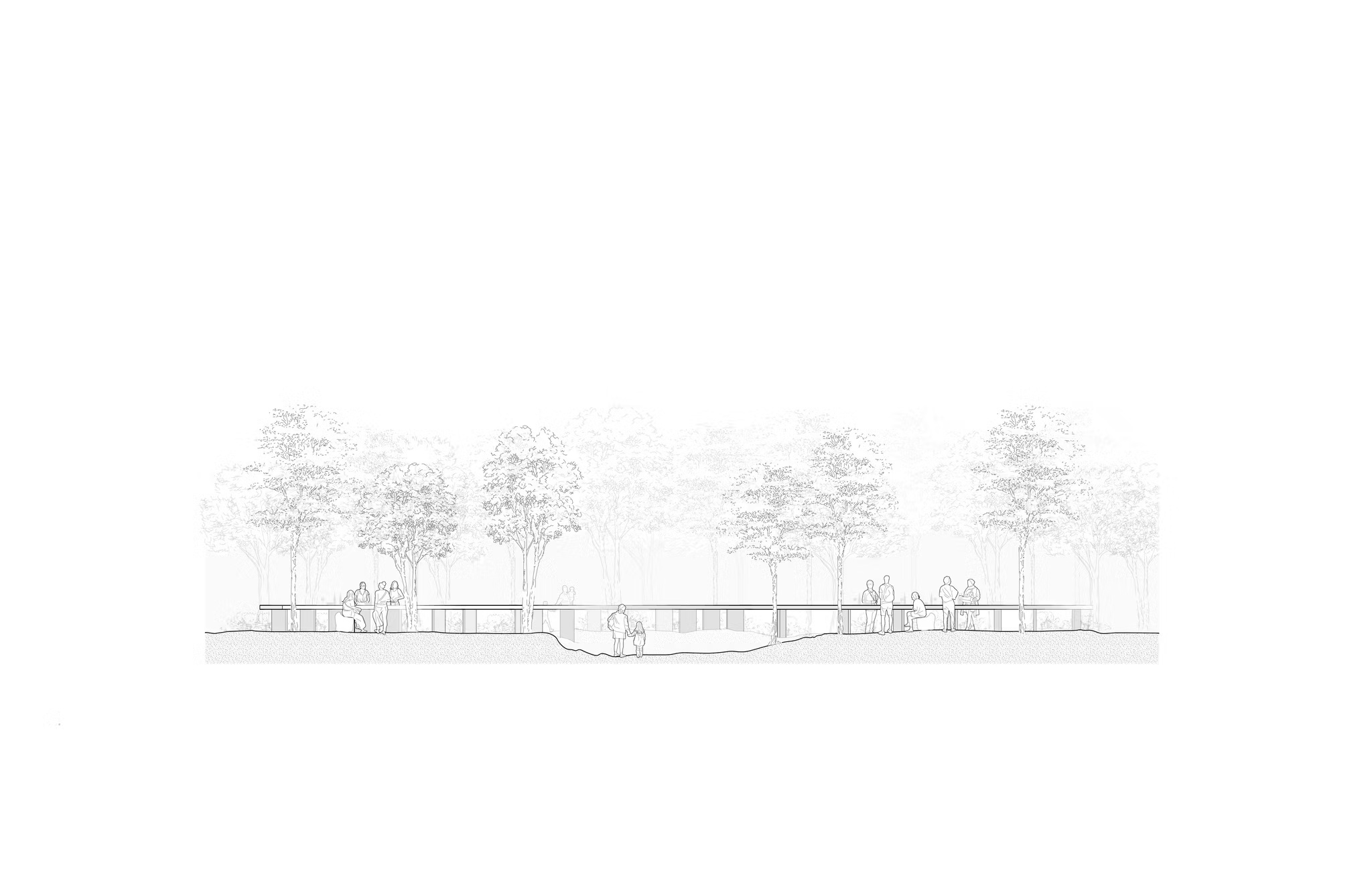 Fine-line elevation drawing of the tasting table crossing the undulating grove floor