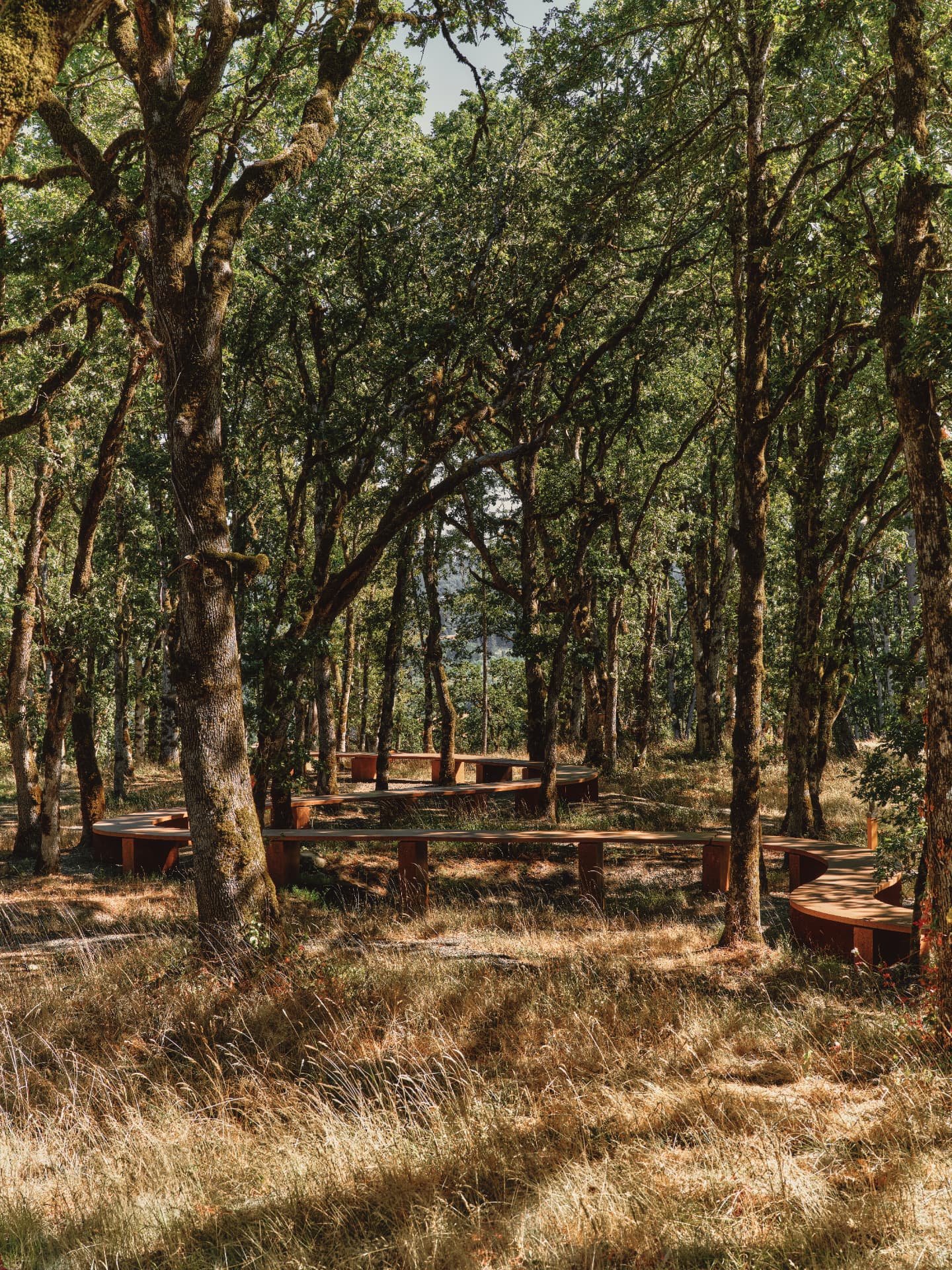 The looping terrazzo table seen through oak trunks and dry summer grass