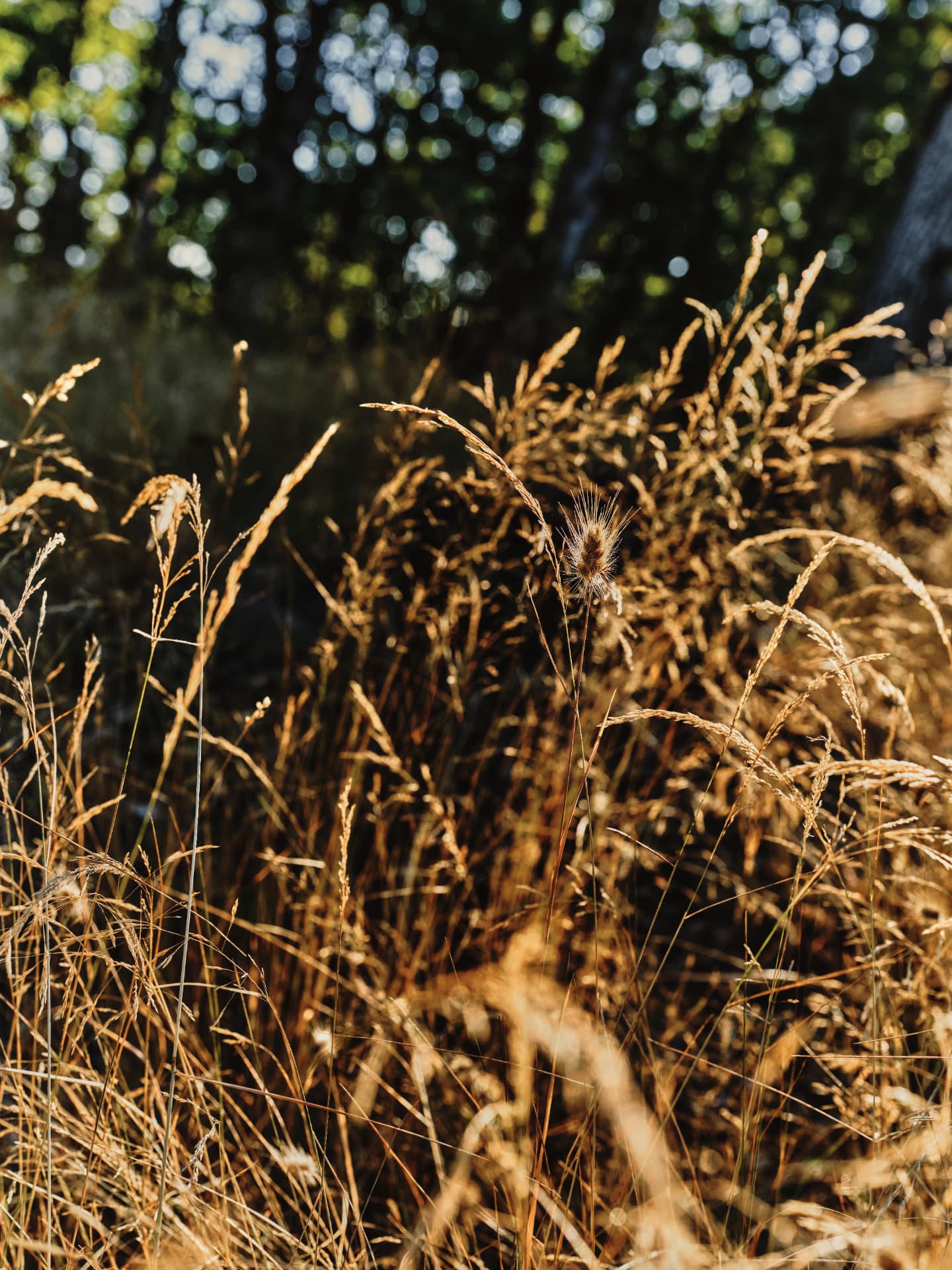 Backlit dry native grasses at the edge of the oak grove