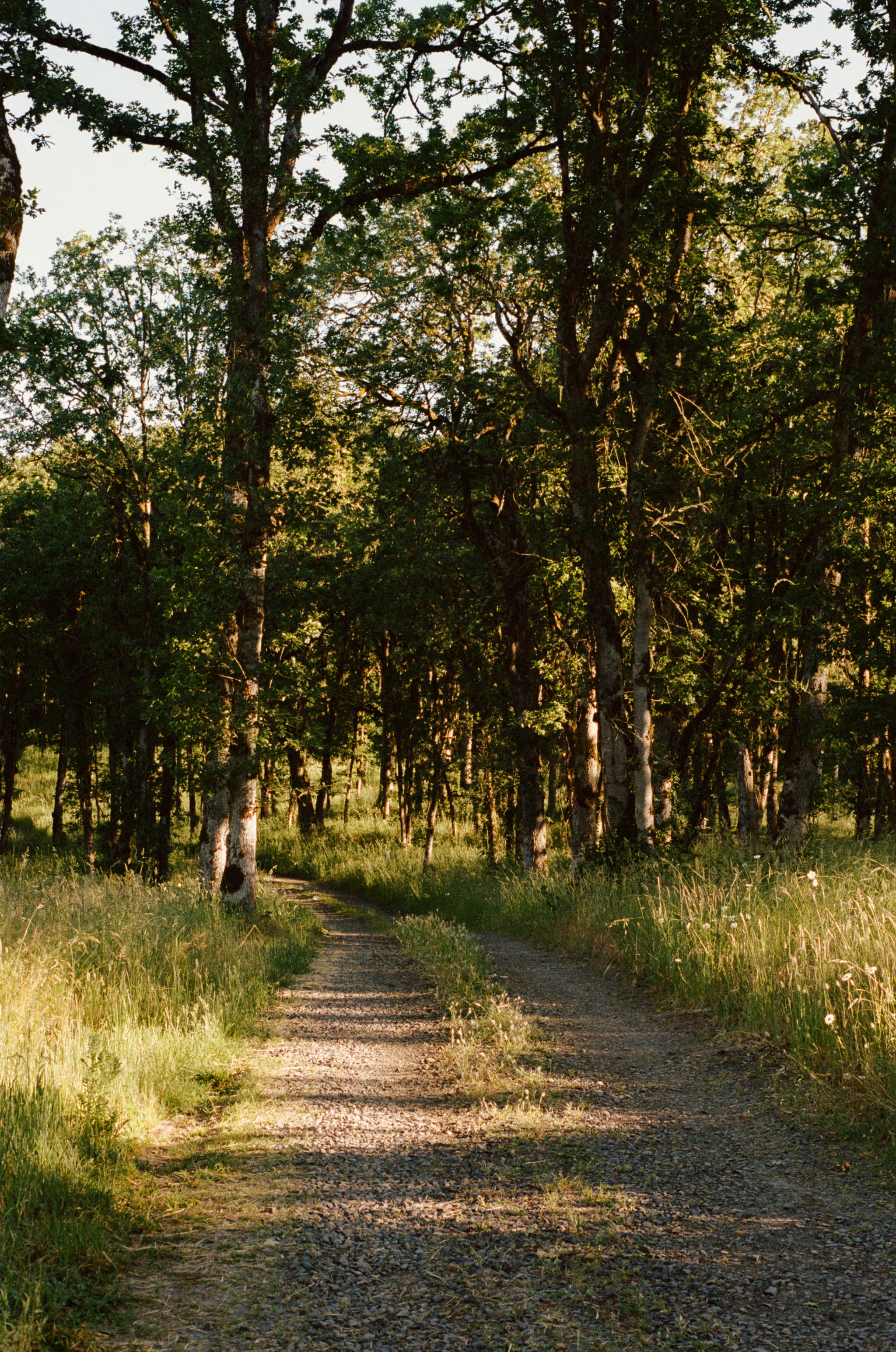 A narrow gravel path moving through the sunlit Oregon white oak woodland